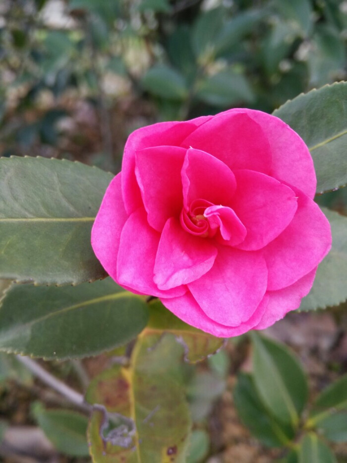 齐越节小茶花图片