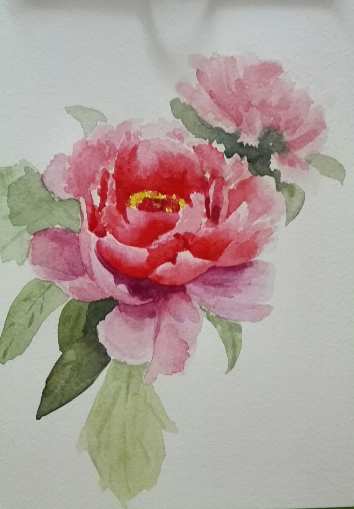 牡丹 水彩 花卉