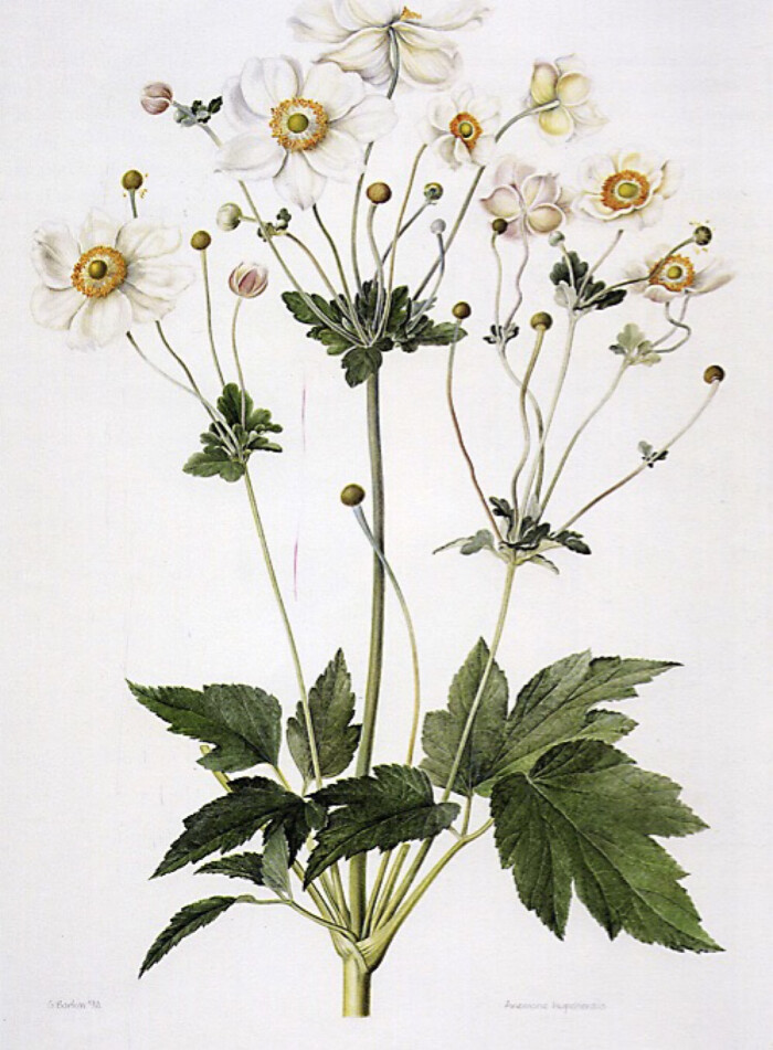 秋牡丹,野棉花