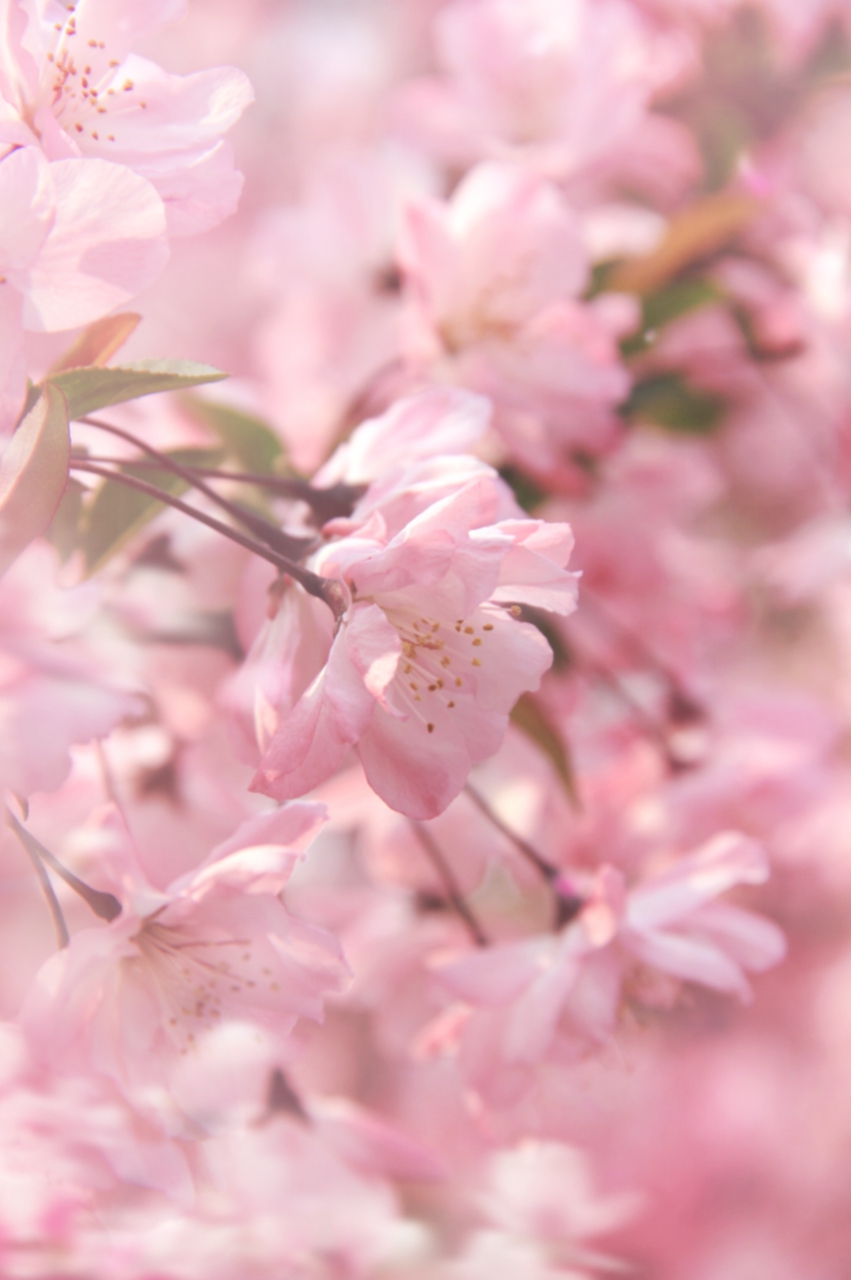 唯美粉色樱花雨图片图片