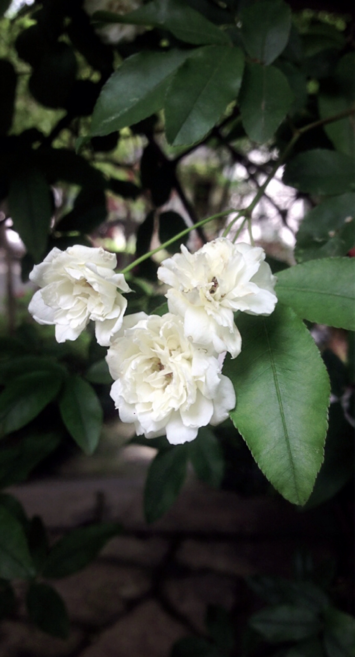 【开到荼蘼花事了】