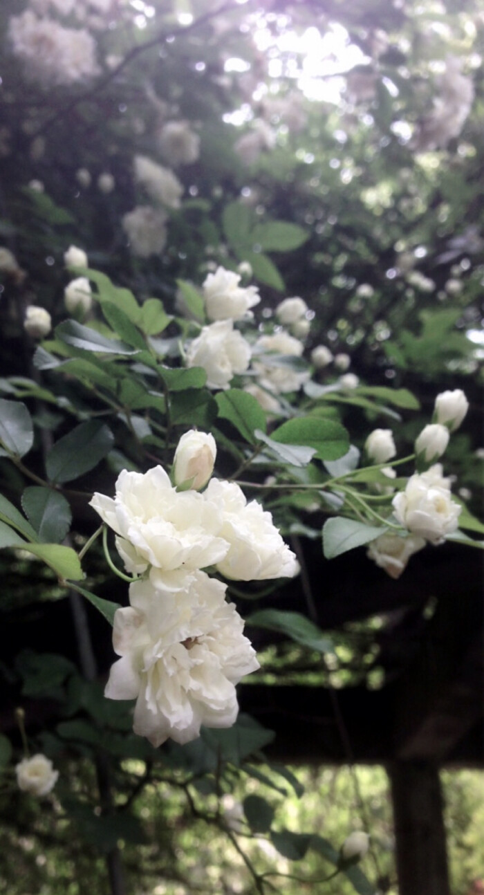 【开到荼蘼花事了】