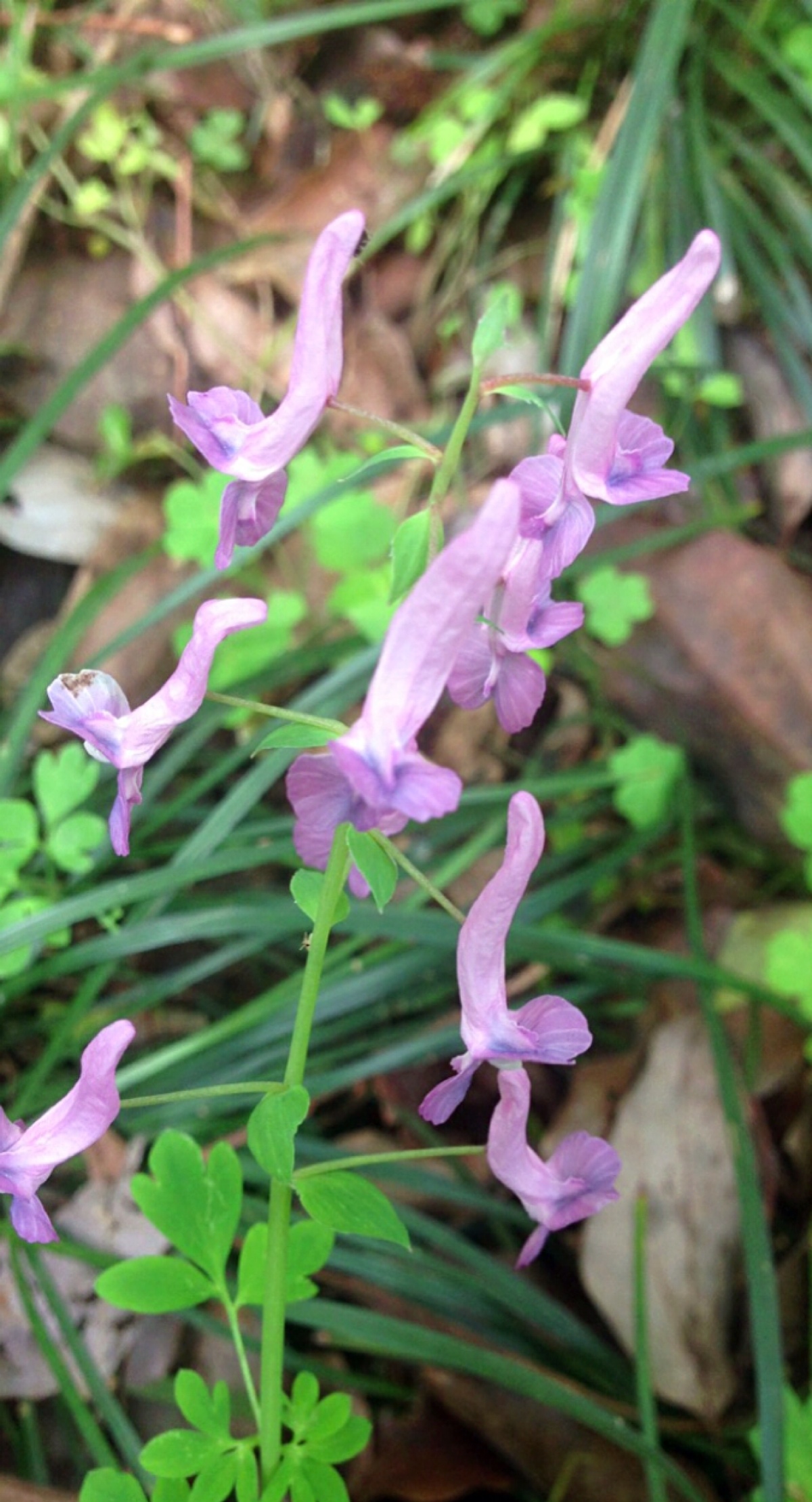 紫葳科常见植物图片