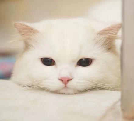 动物恐龙猫猫咪小猫壁纸440_397桌面母带破解百度云图片