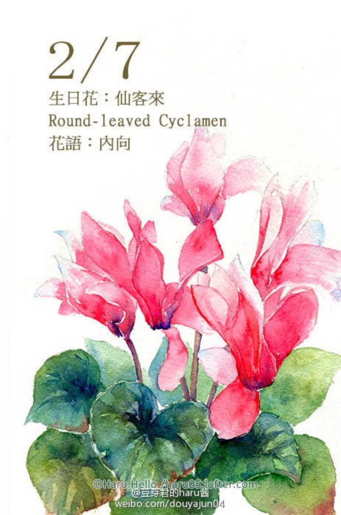 豆芽君的haru酱:#每日一绘生日花