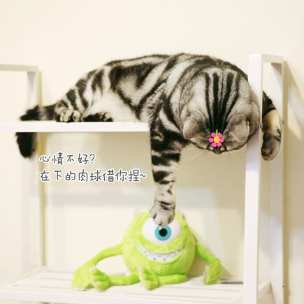 【大菇凉】【世界的软肋】猪可 @猪猫可乐 猫 萌物 萌宠 可爱 萌 呆软