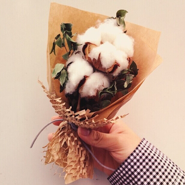 棉花花束