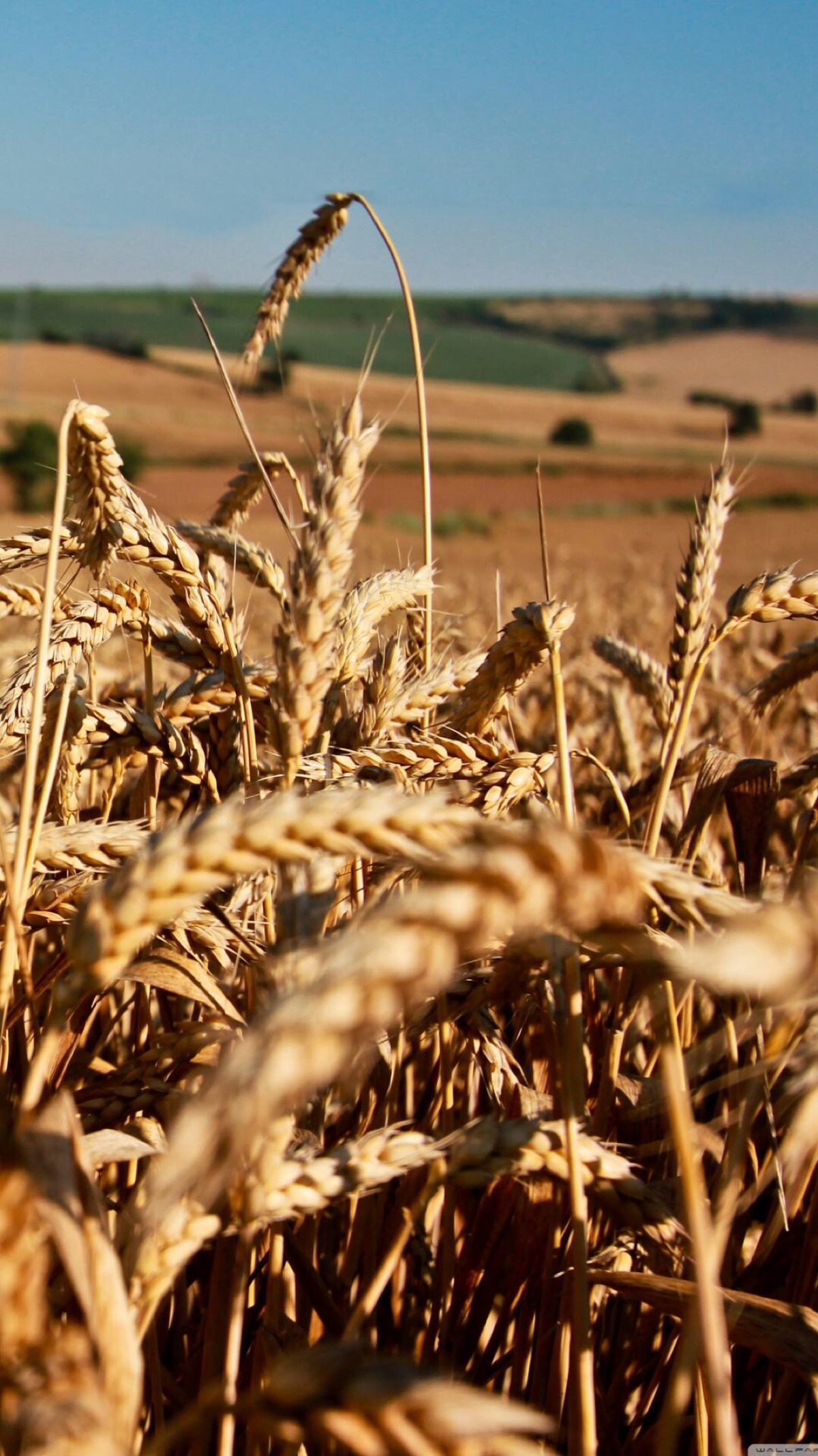 麦田#苹果6高清壁纸,iphone 6 plus高清壁纸,不是高清我不发,更多同