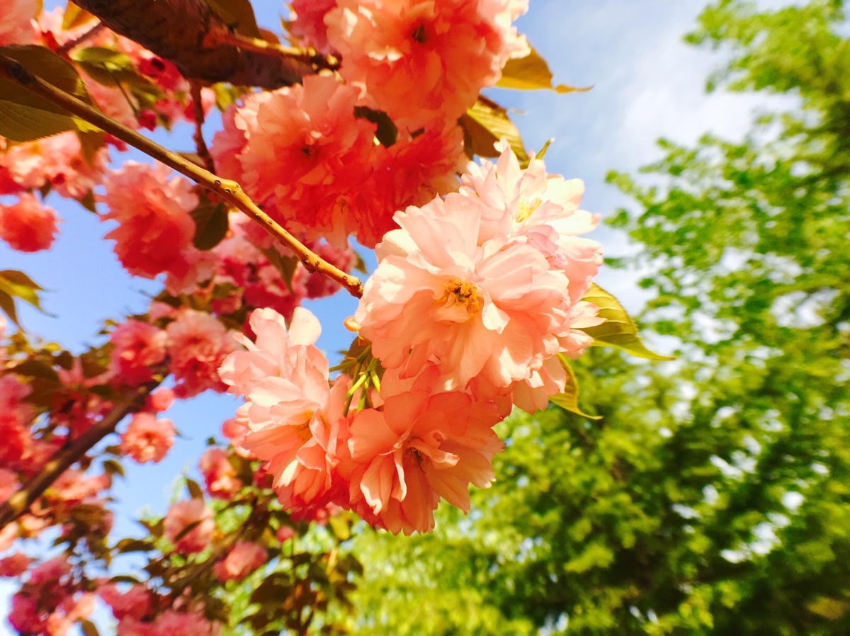 樱花盛放