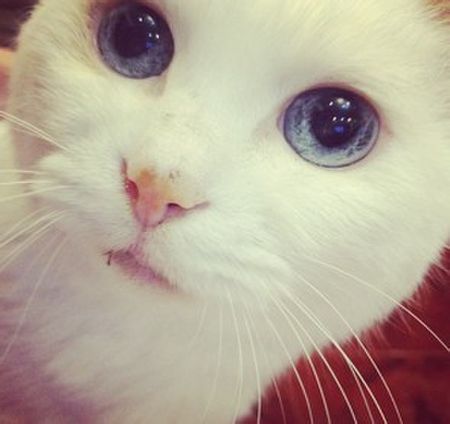 激萌蓝眼睛猫咪,卡哇伊呐!