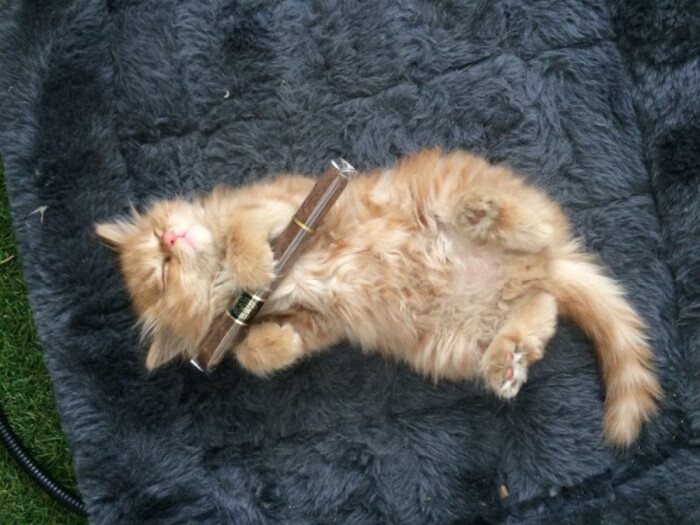 小样儿 还抽雪茄了