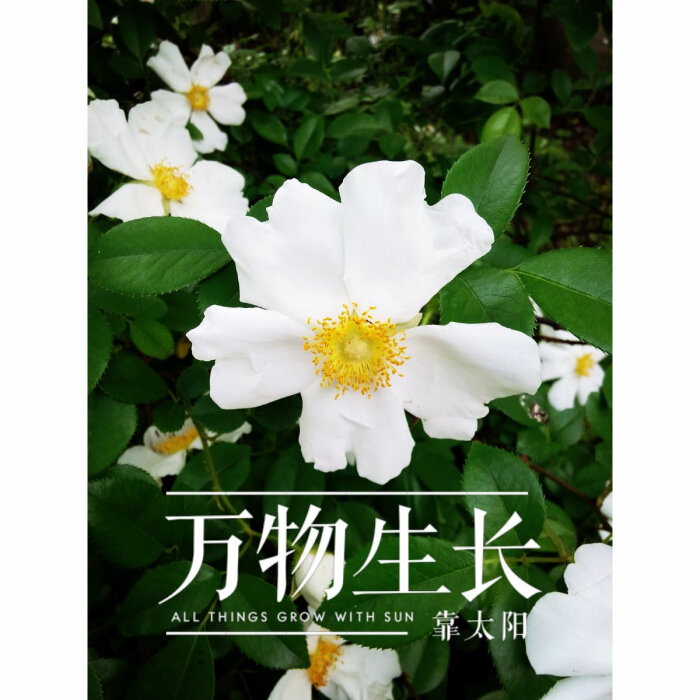万物生长靠太阳