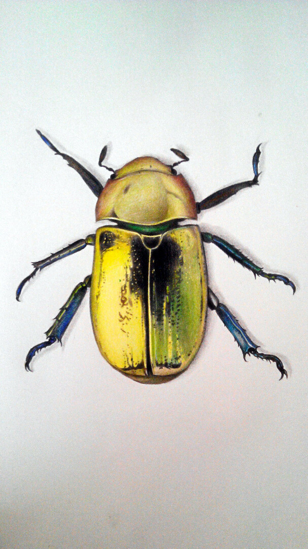 甲壳虫彩铅画图片