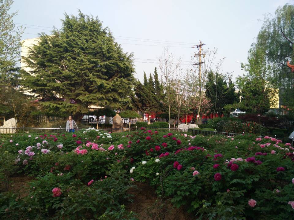 绍兴玉兰花园图片