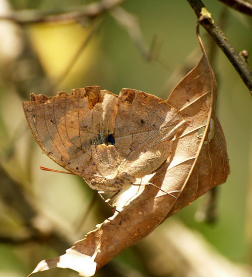 枯叶蝶的种类图片