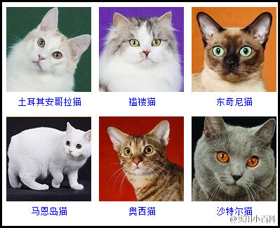 各种猫的品种报价表图片