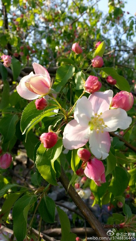【石之若璞-花事-春日觅花影】美国海棠"红玉~拉丁学名:malus micro