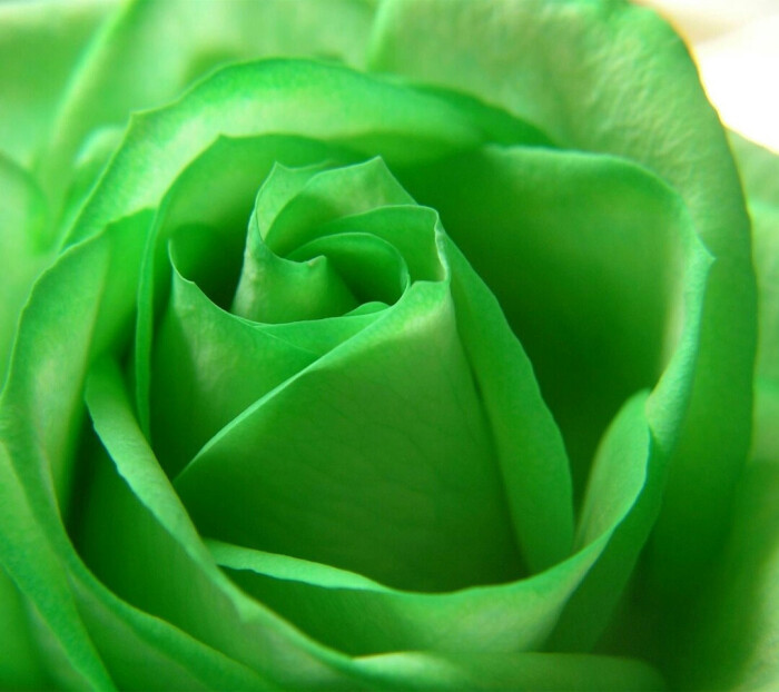 淡绿色的像玫瑰的花图片