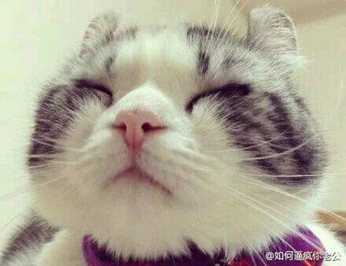 头像搞怪可爱猫狗