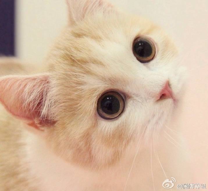 萌猫咪小奶猫