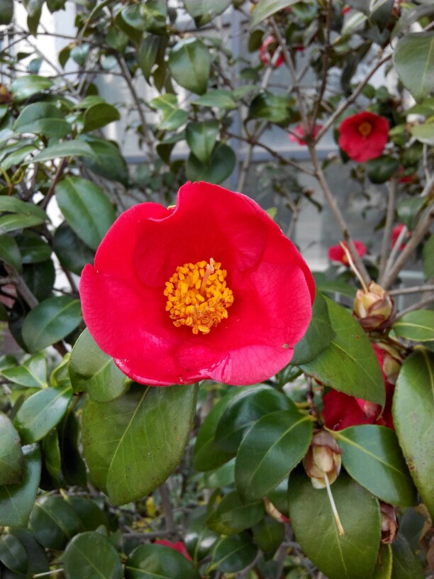 山茶花 