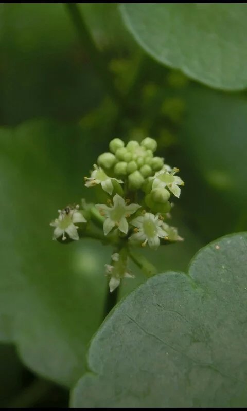 铜钱草会开花图片图片