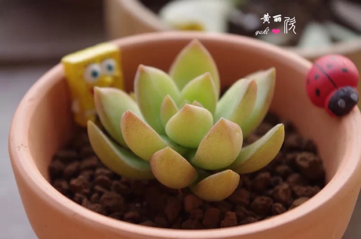黄丽