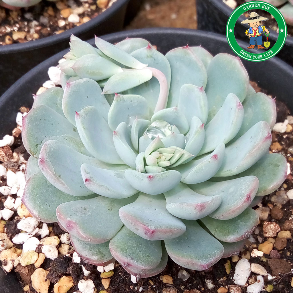 蓝姬莲http/gardenboy.taobao.com