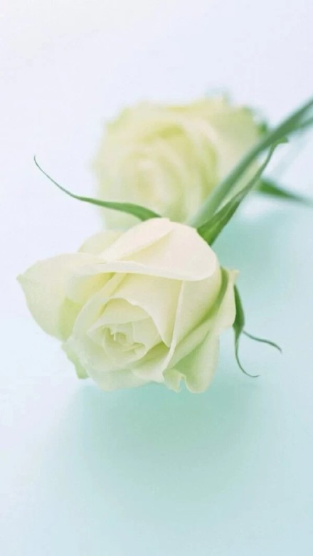 玫瑰 满天星 月季 樱花 花瓣 雏菊 薰衣草 花束图 手机壁纸 小清新