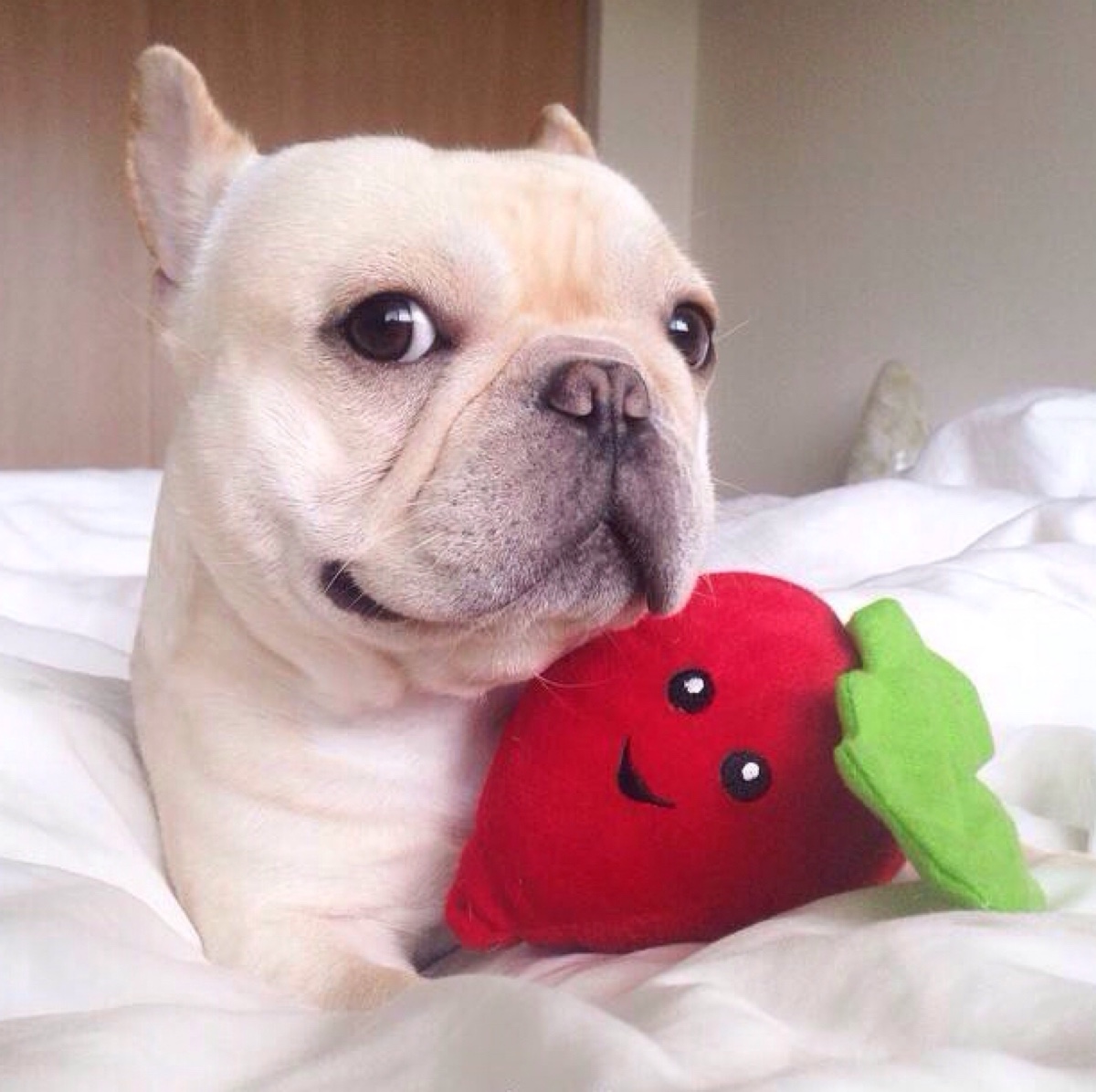 丑萌丑萌的斗牛