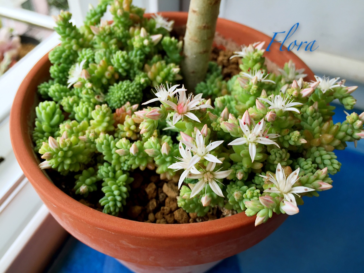 姬星美人开花啦