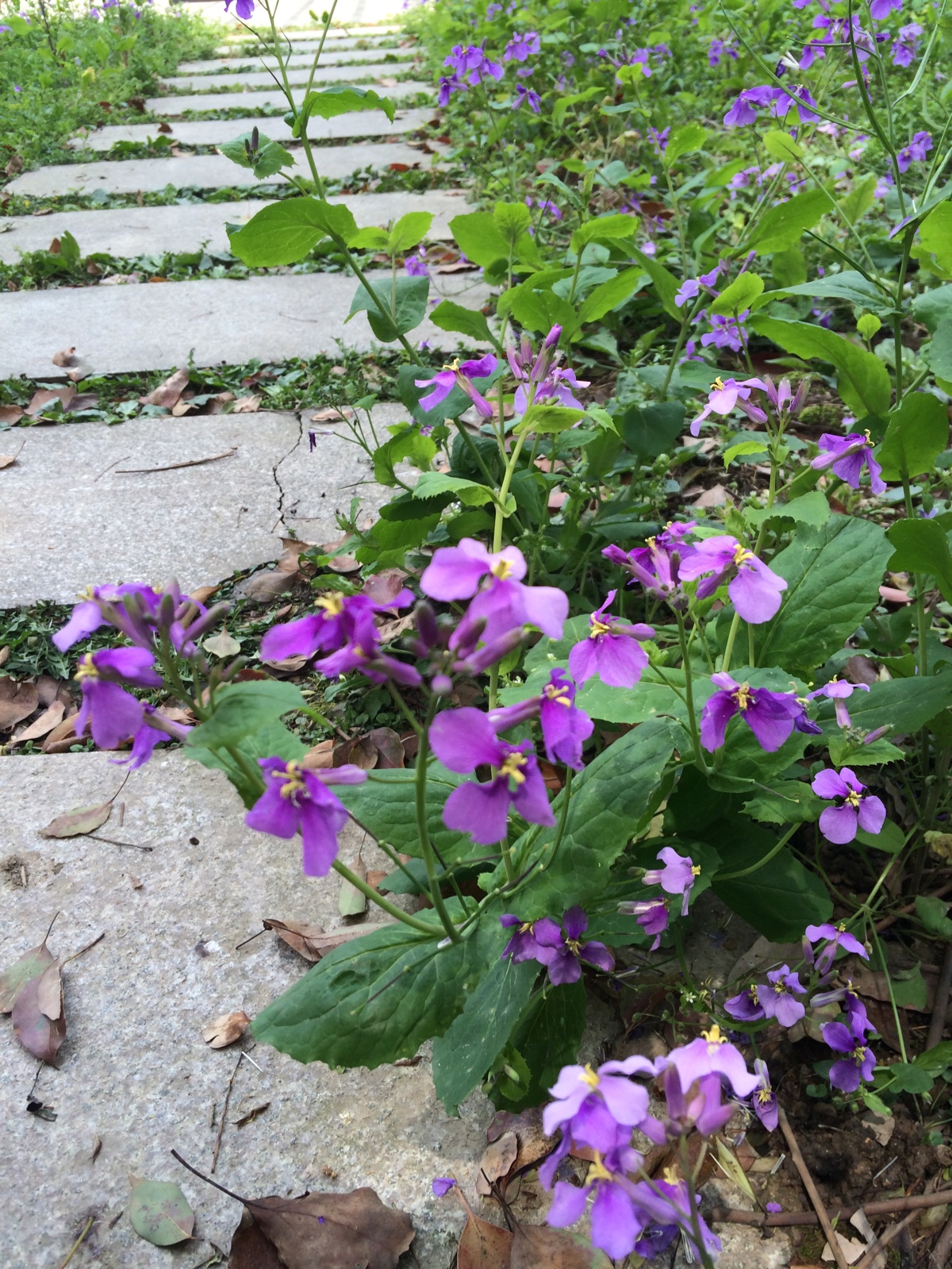 一个人的花开花落