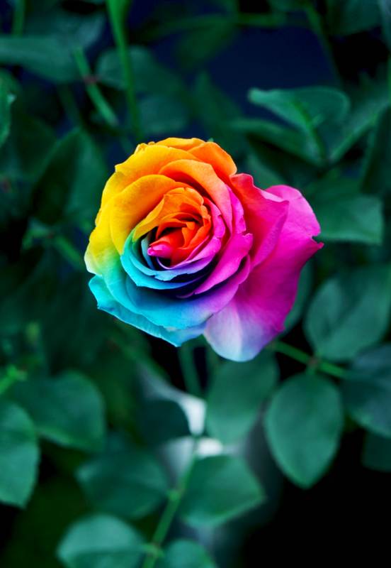 彩虹色的花完整图片图片
