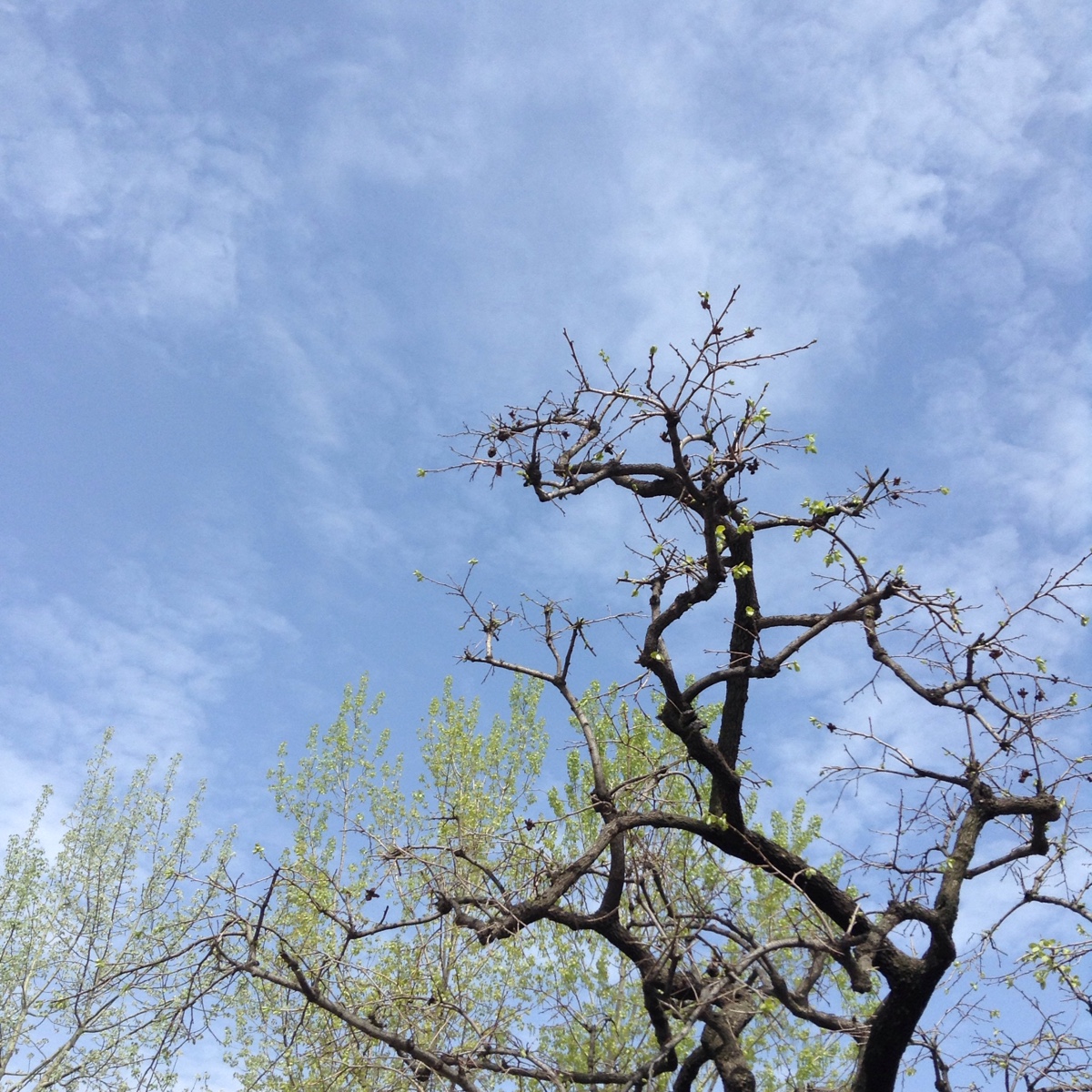 春天的天空