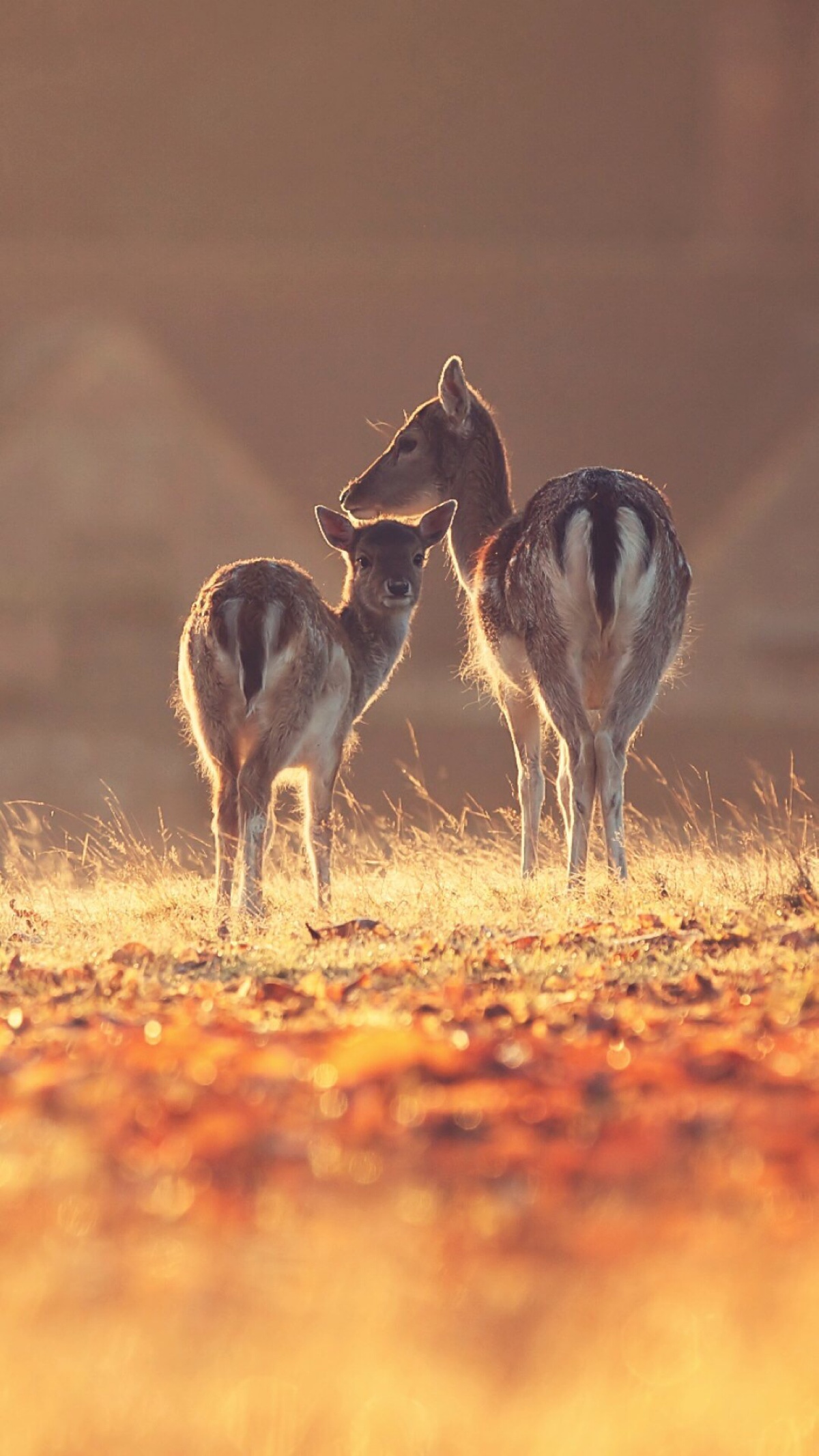 两只鹿的图片唯美图片