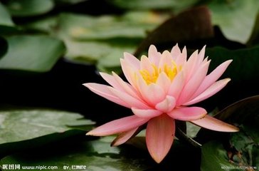 埃及,柬埔寨,泰国--睡莲 睡莲又称子午莲,水芹花,是属于睡莲科睡莲属
