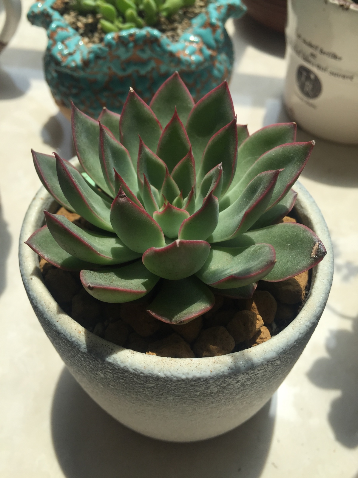 新入手天箭座,貌似也叫射手座,美美哒/多肉植物