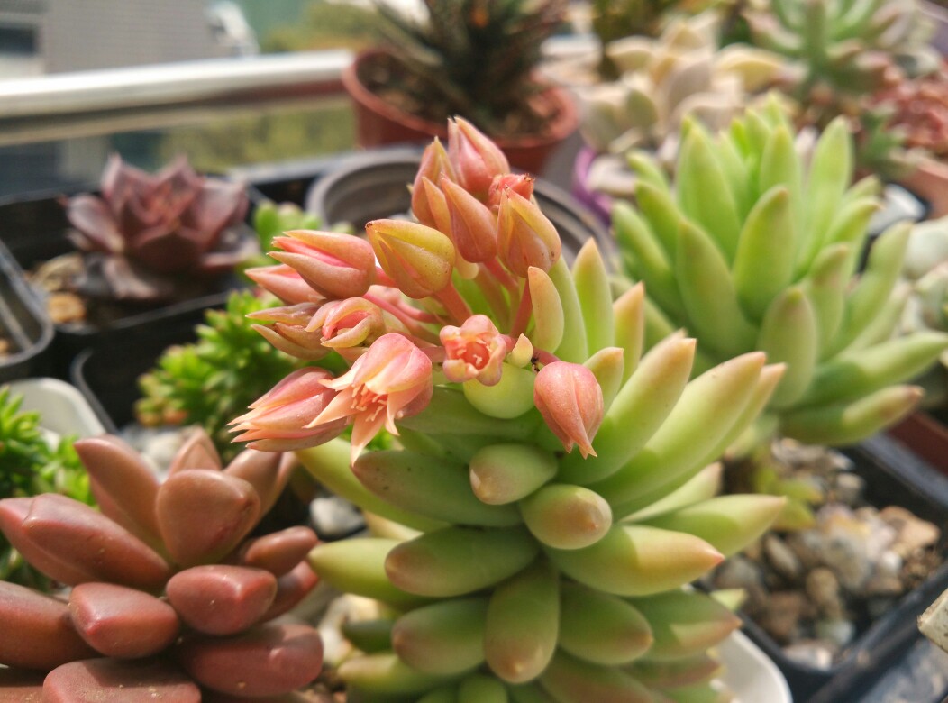 千佛手 