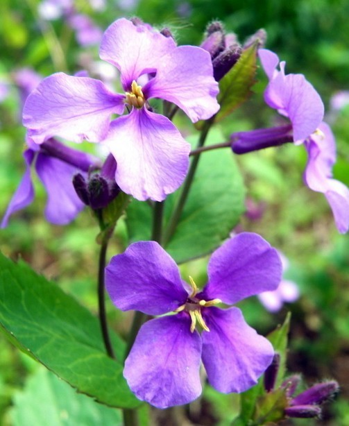 诸葛菜(二月蓝),十字花科诸葛菜属,一年或二年生草本