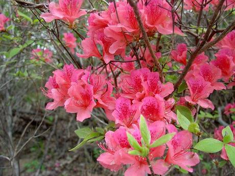 (40张) 【别名】满山红,映山红 药材基源:为杜鹃花科植物迎红杜鹃的叶