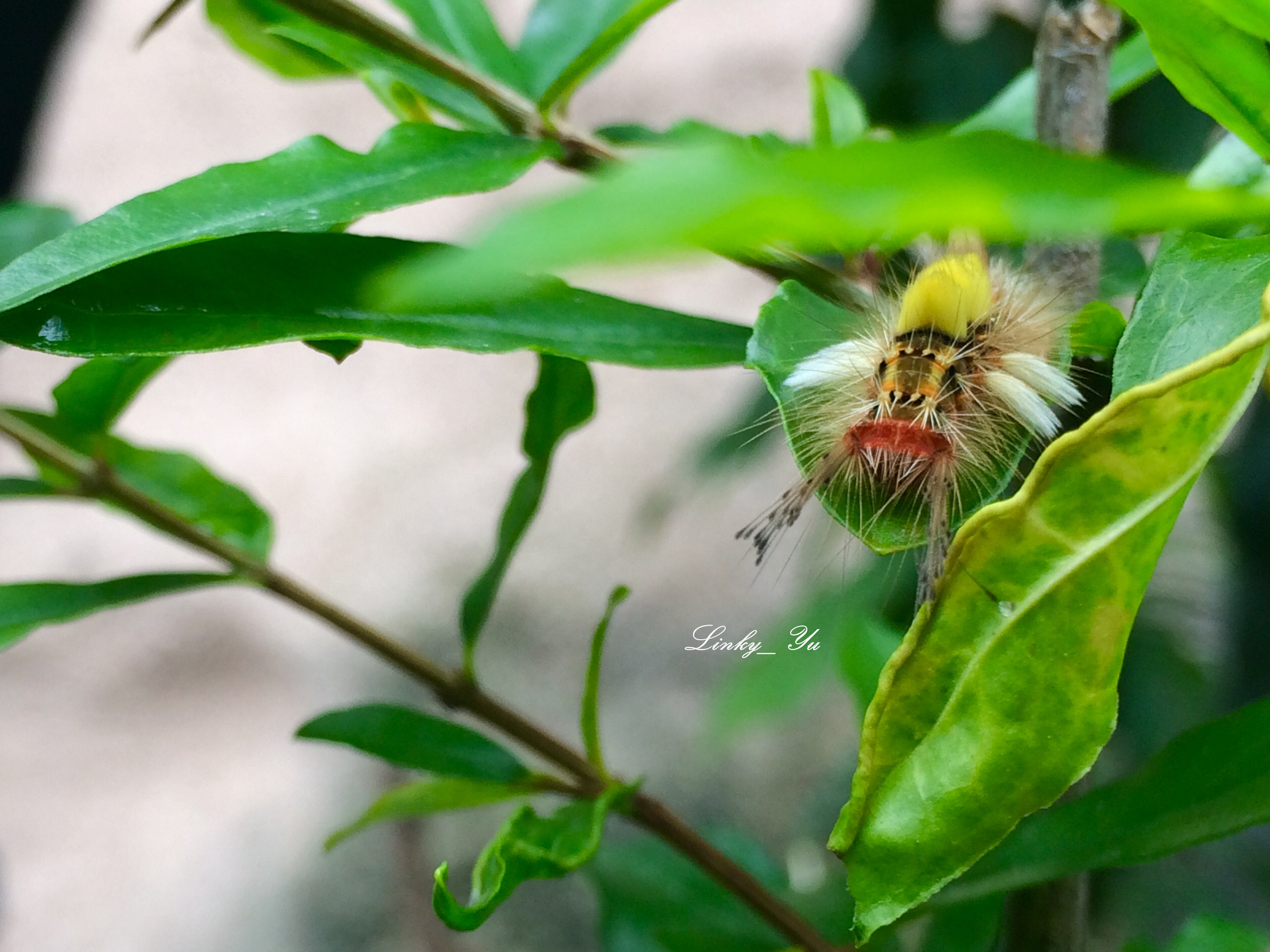 树是石榴树,虫子不知道叫啥名~石榴 punica granatum 石榴科,原产亚洲