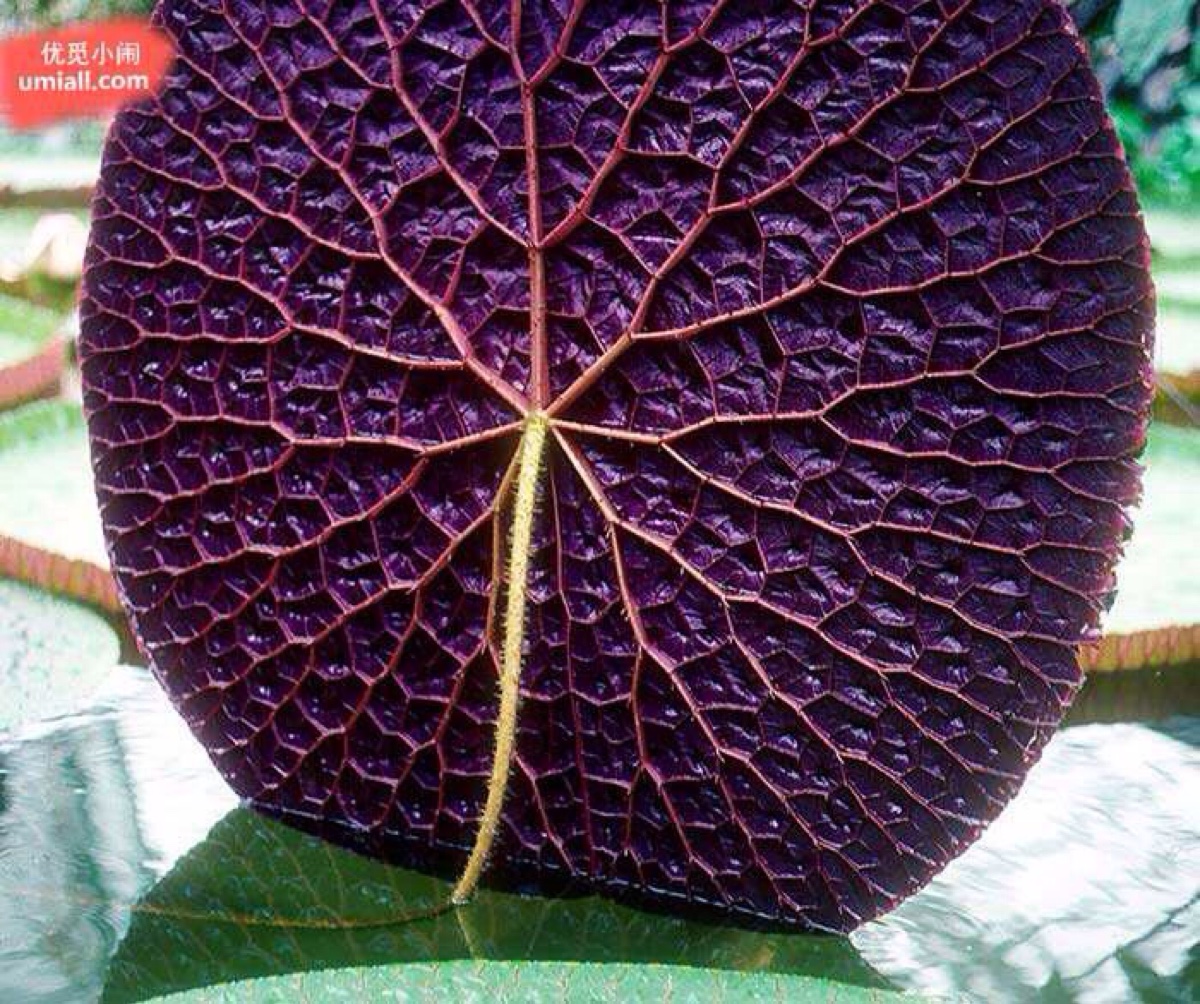 亚马逊睡莲 (amazon lily pad)