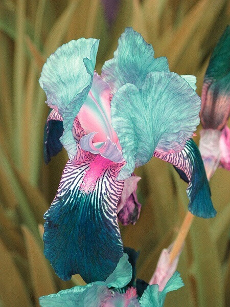 法国香根鸢尾的花语图片