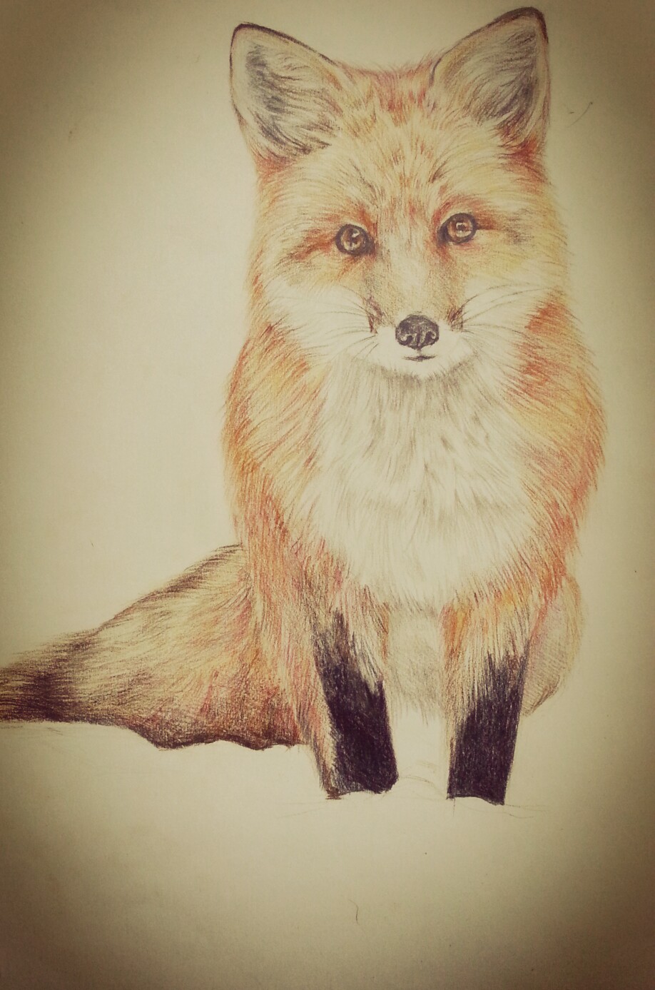 小狐狸,彩铅素面动物