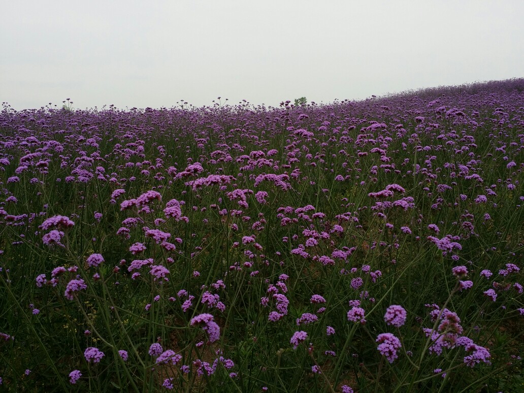 花海