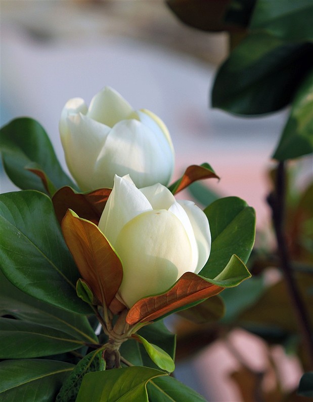 广玉兰(学名:magnolia grandiflora linn)