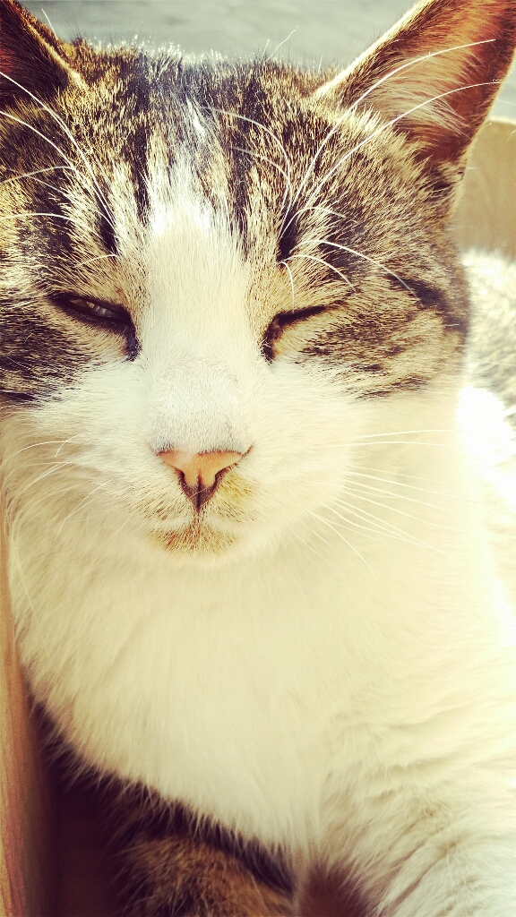 慵懒的猫咪