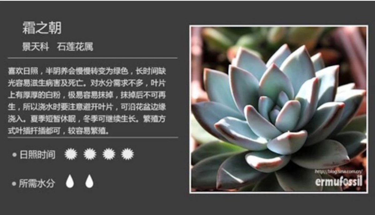 多肉图鉴
