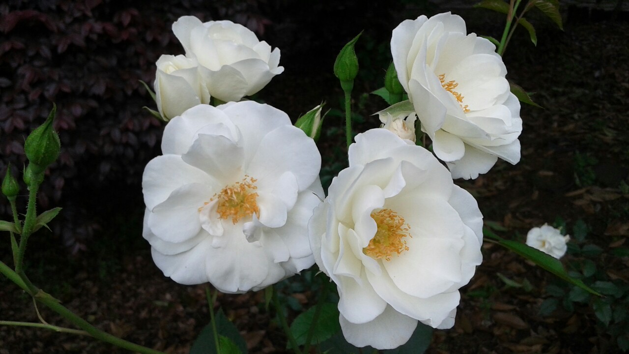 五片白色花瓣中间黄蕊图片