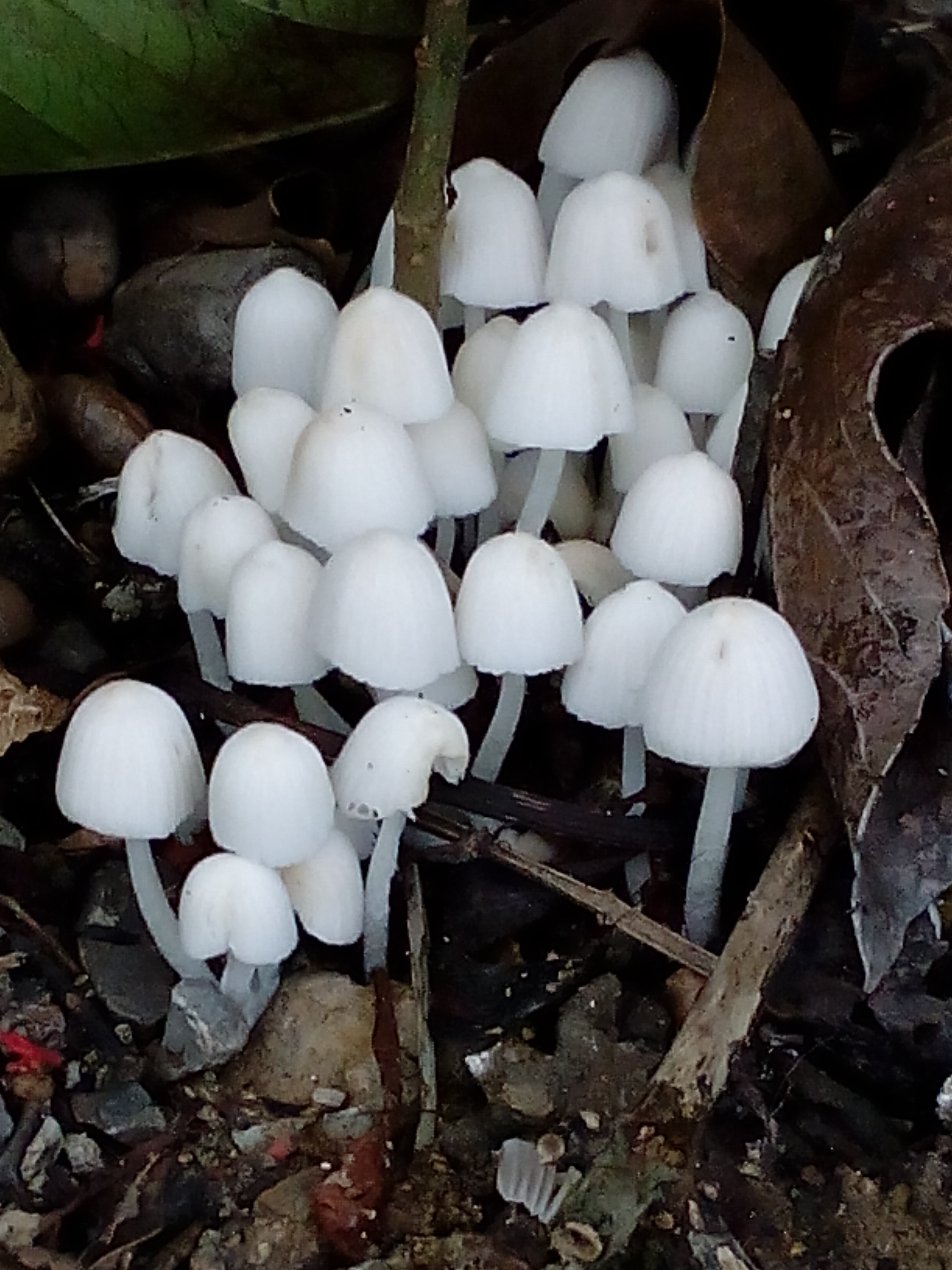 白蘑菇品种大全图片